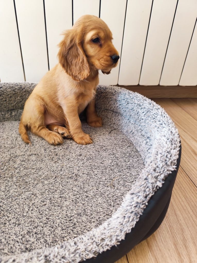 Suczka Cocker spaniel