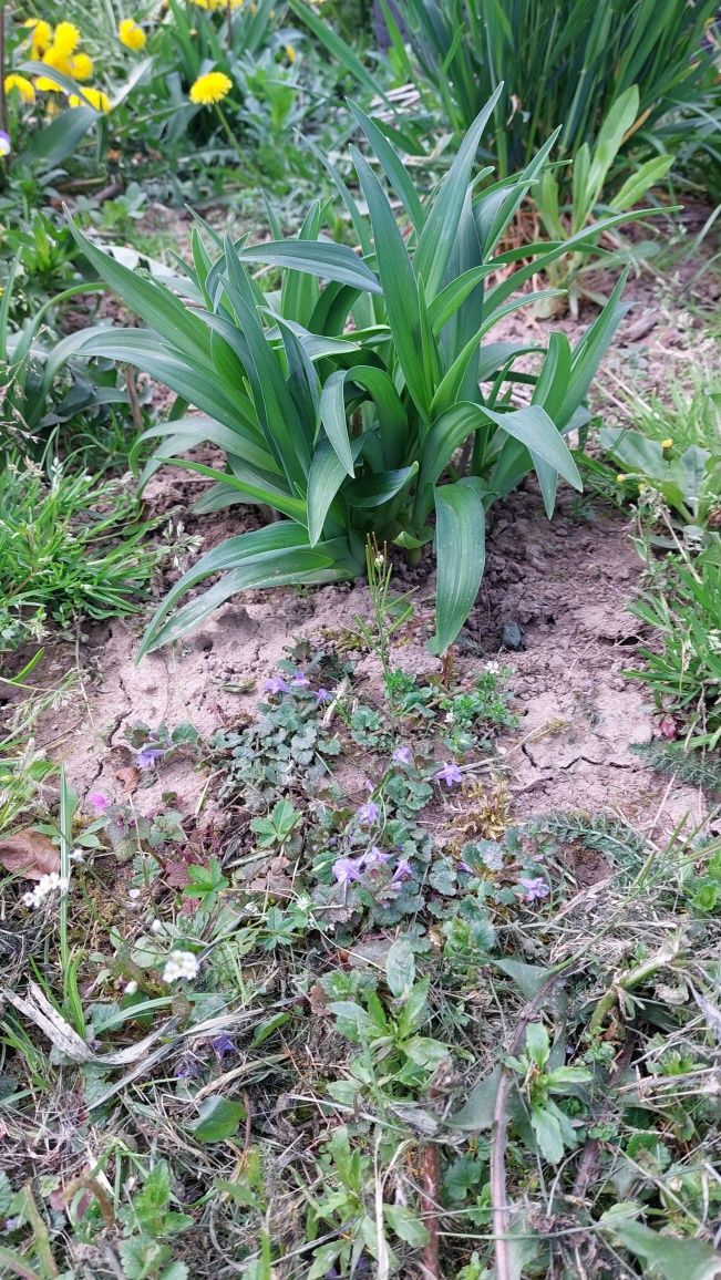 Sadzonki krzewów liliowic,hortensjaja itp