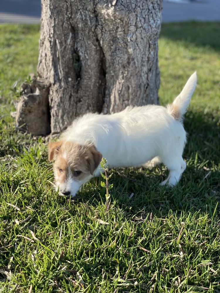 Jack Russell pelo Cerdoso c/LOP e Afixo - Descendente Campeos