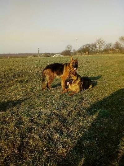 Продам цуценят німецької вівчарки