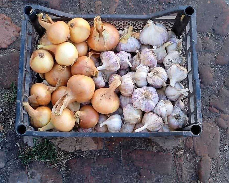 Посадковий матеріал