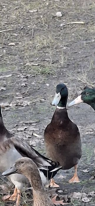 Kaczor biegus indyjski