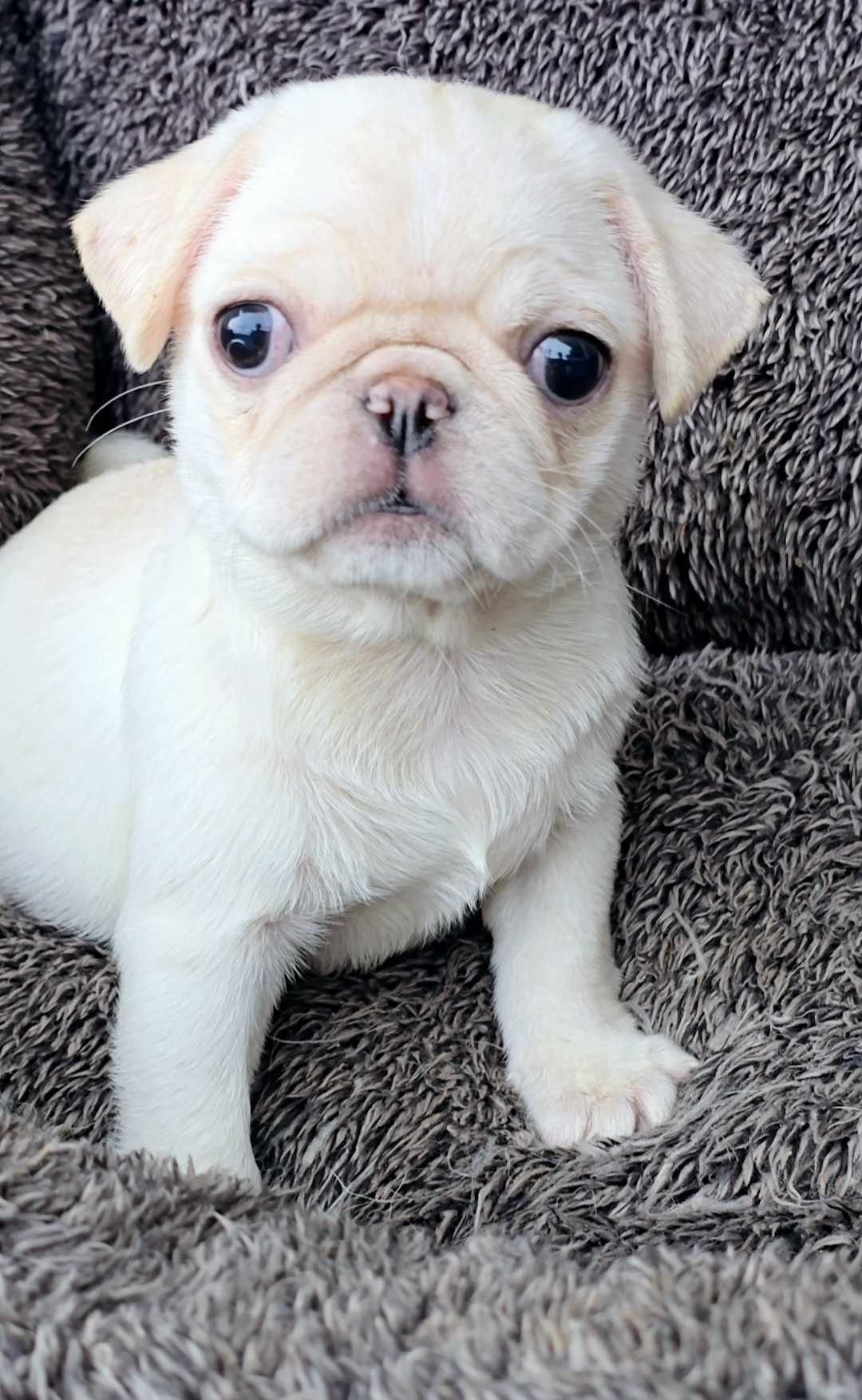 Pug Carlin Fêmea