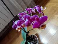 Орхидея фаленопсис, из домашней коллекции