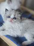 Kociak Ragdoll - Chase