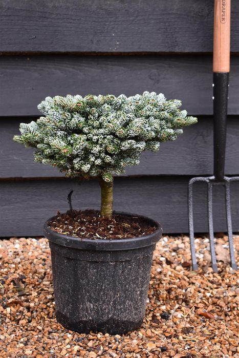 Ялиця пихта корейська Kohouts Icebreaker на штамбі