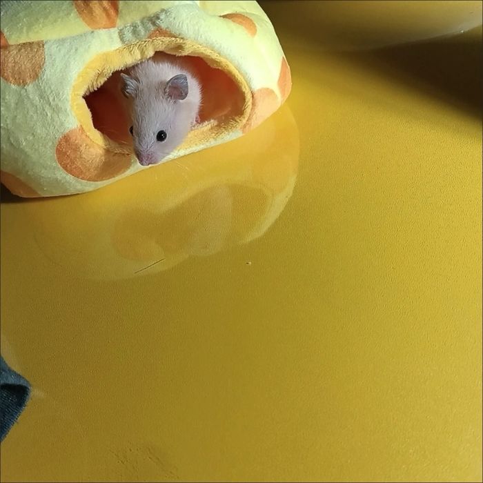 Домик для хомяка, морской свинки, пацюка, будиночок для гризунів