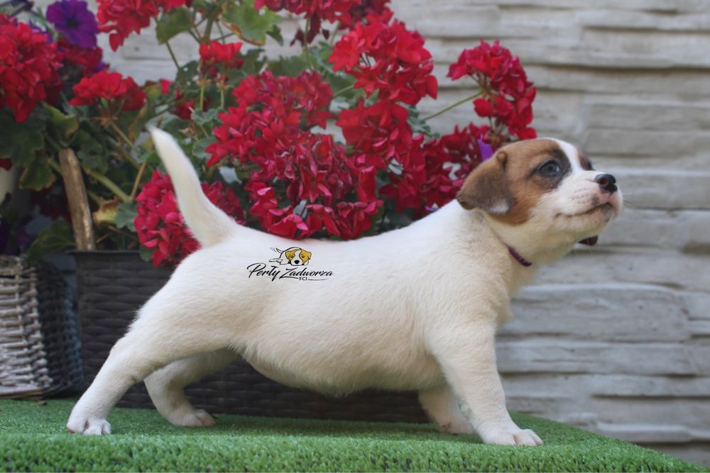 Suczka Jack Russell Terrier*ZKwP FCI*Gotowa do Odbioru