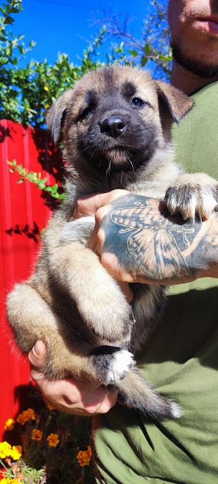 Дівчина та хлопчик в наявності