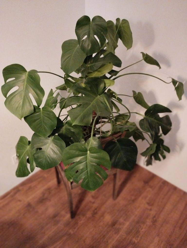 Oddam Monstera za dwie zgrzewki Sprite 1L!