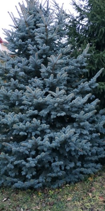 Ель голубая колючая 0,1-7 метров. Доставка, посадка, гарантия.