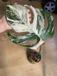 Monstera variegata