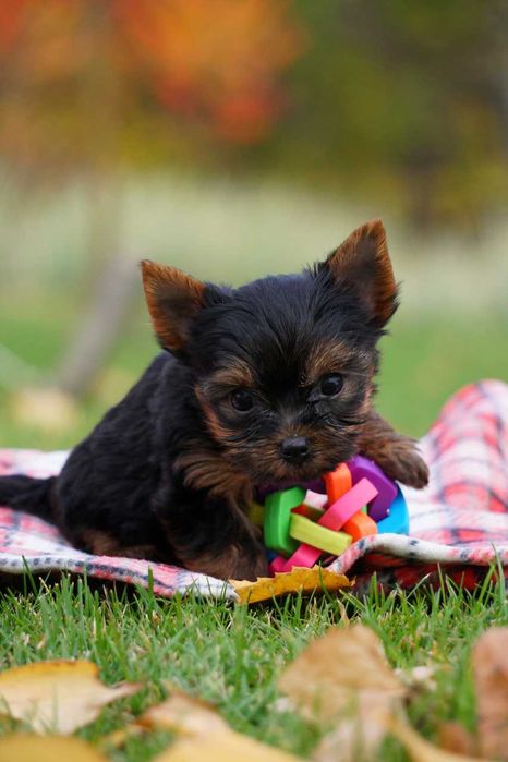 Хлопчики та дівчатка йорки