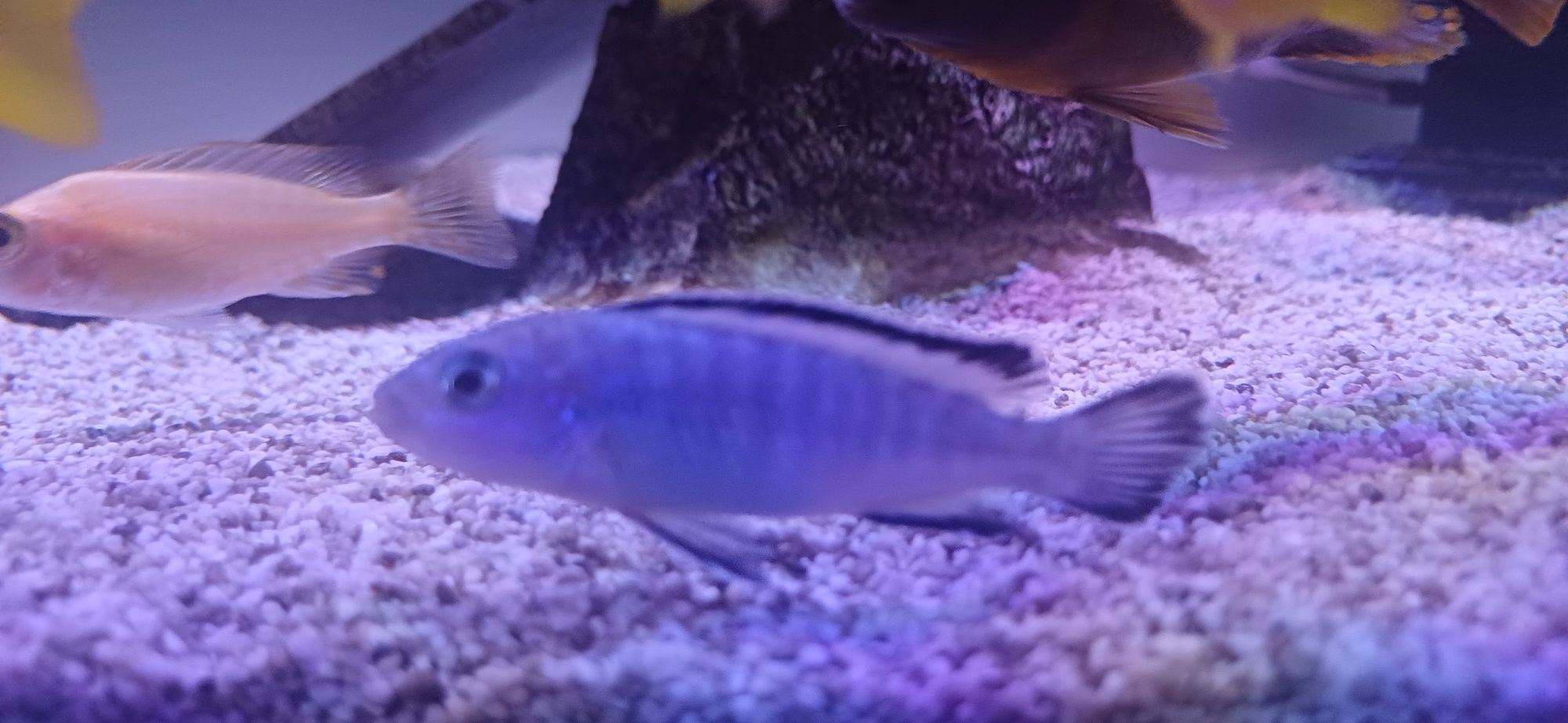 samice Pyszczaka  Pseudotropheus socolofi Pyszczak niebieski