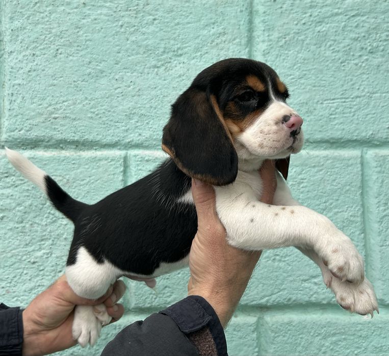 Гарнюні малюки породи Бігль