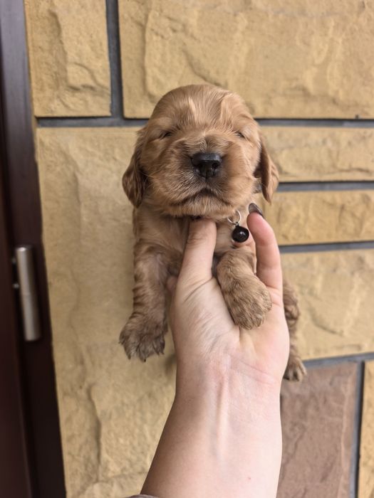 Śliczny szczeniak cocker spaniel