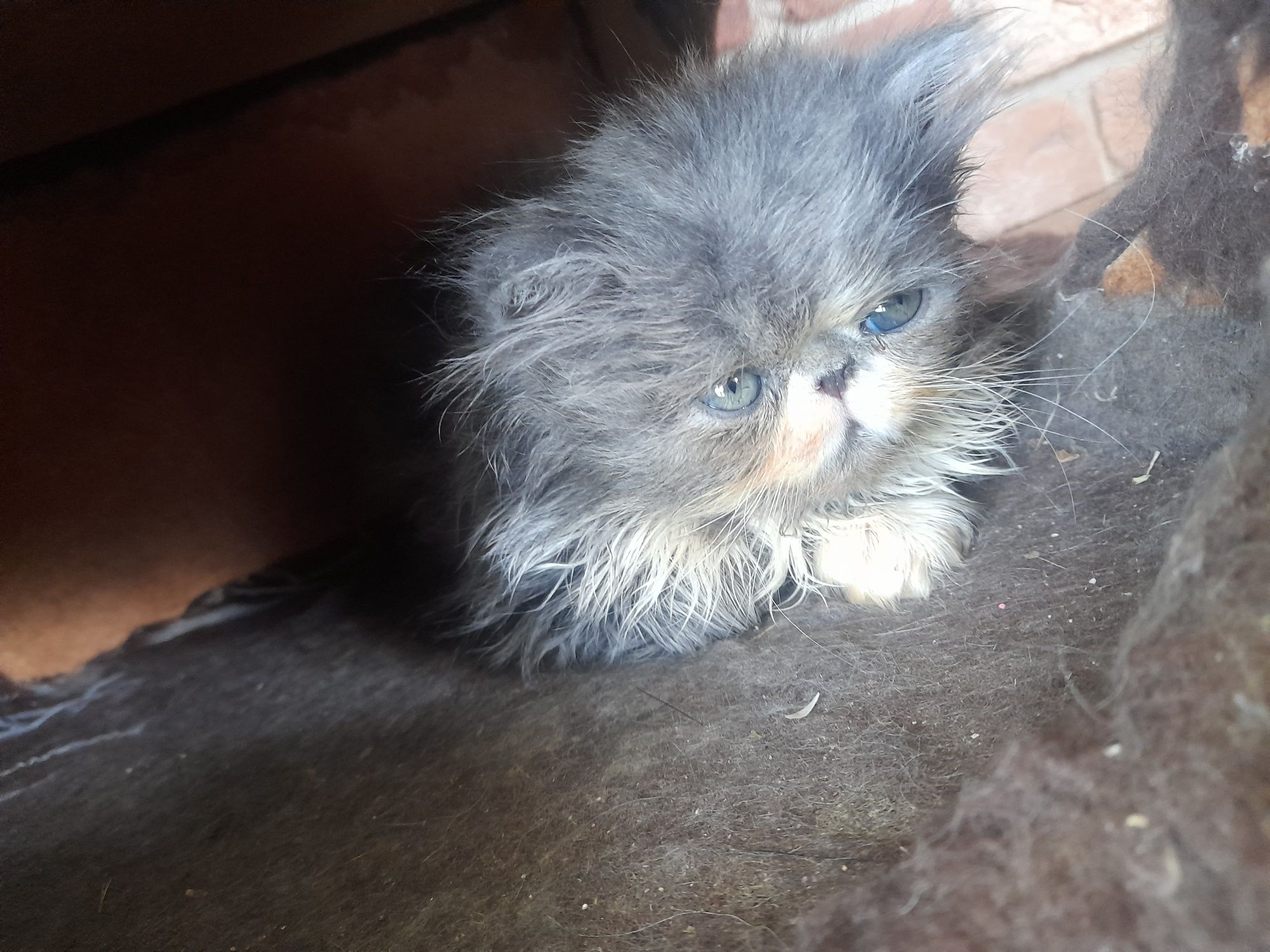 Niebiesko bialyi perski on FPL Cat Club Felis  badania PKD