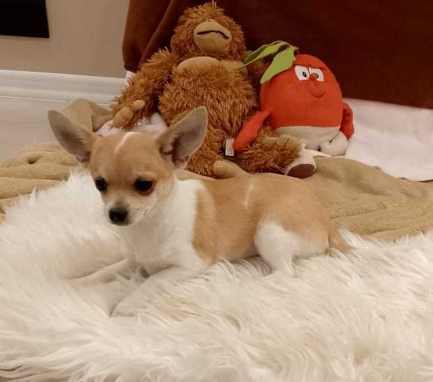 Chihuahua dziewczynka