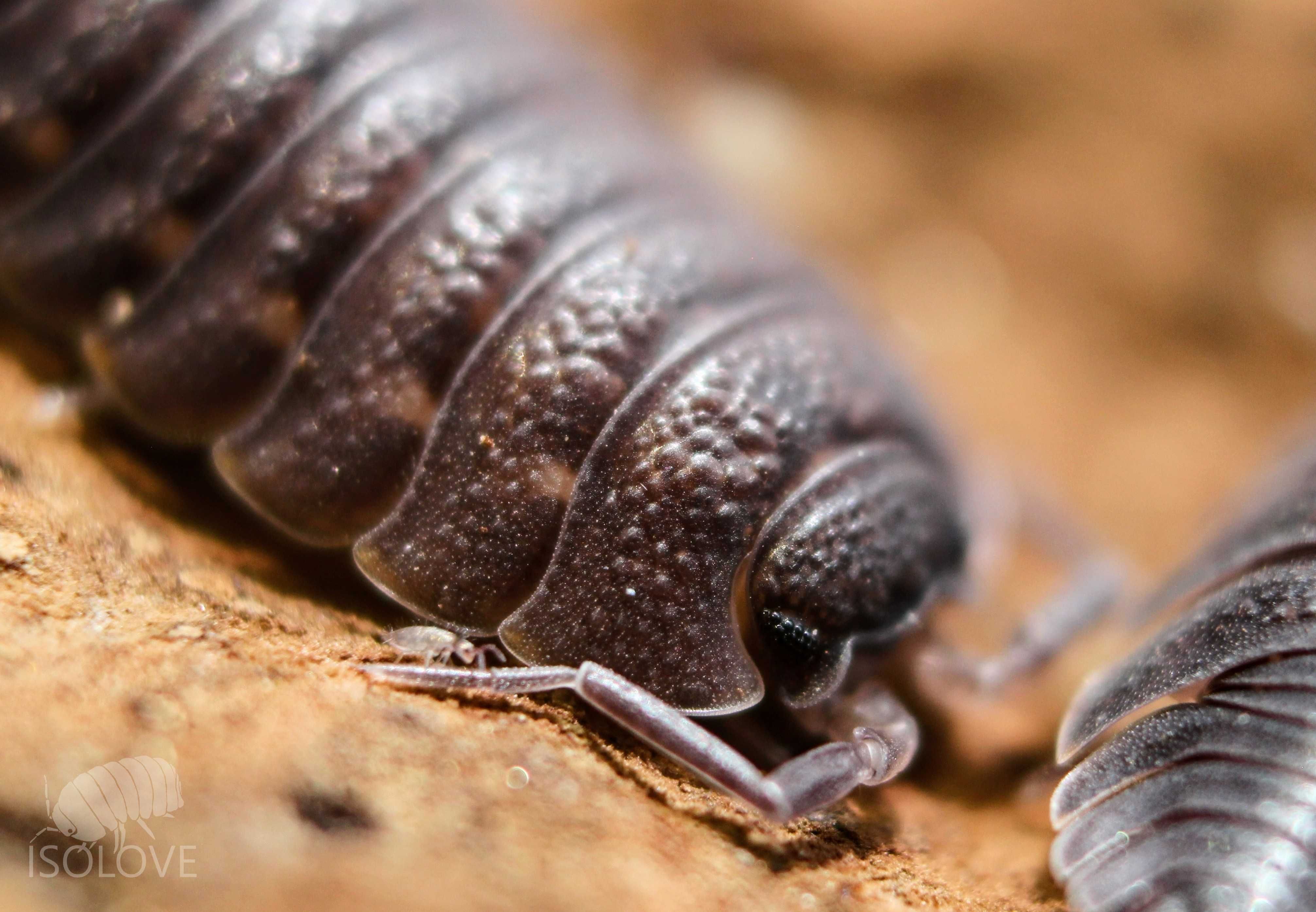 Trachelipus nodulosus, isopoda, równonogi, prosionki