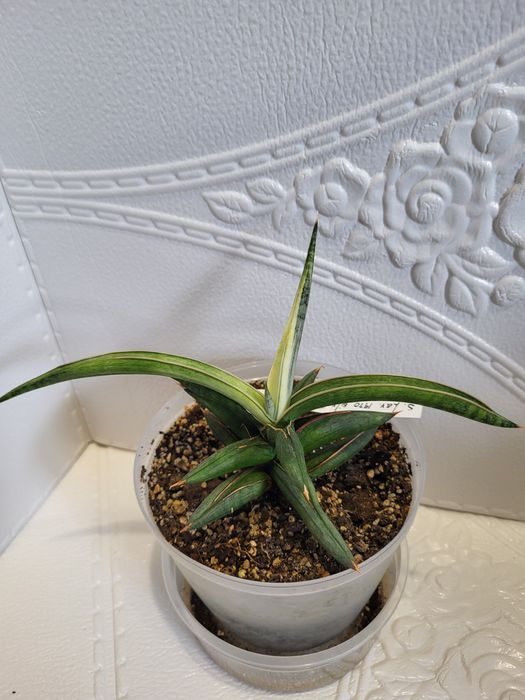 Sansevieria сансевієрія сансевиерия silver clone 1970