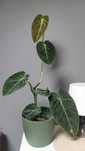 Philodendron Melanochrysum, dwie sadzonki w doniczce