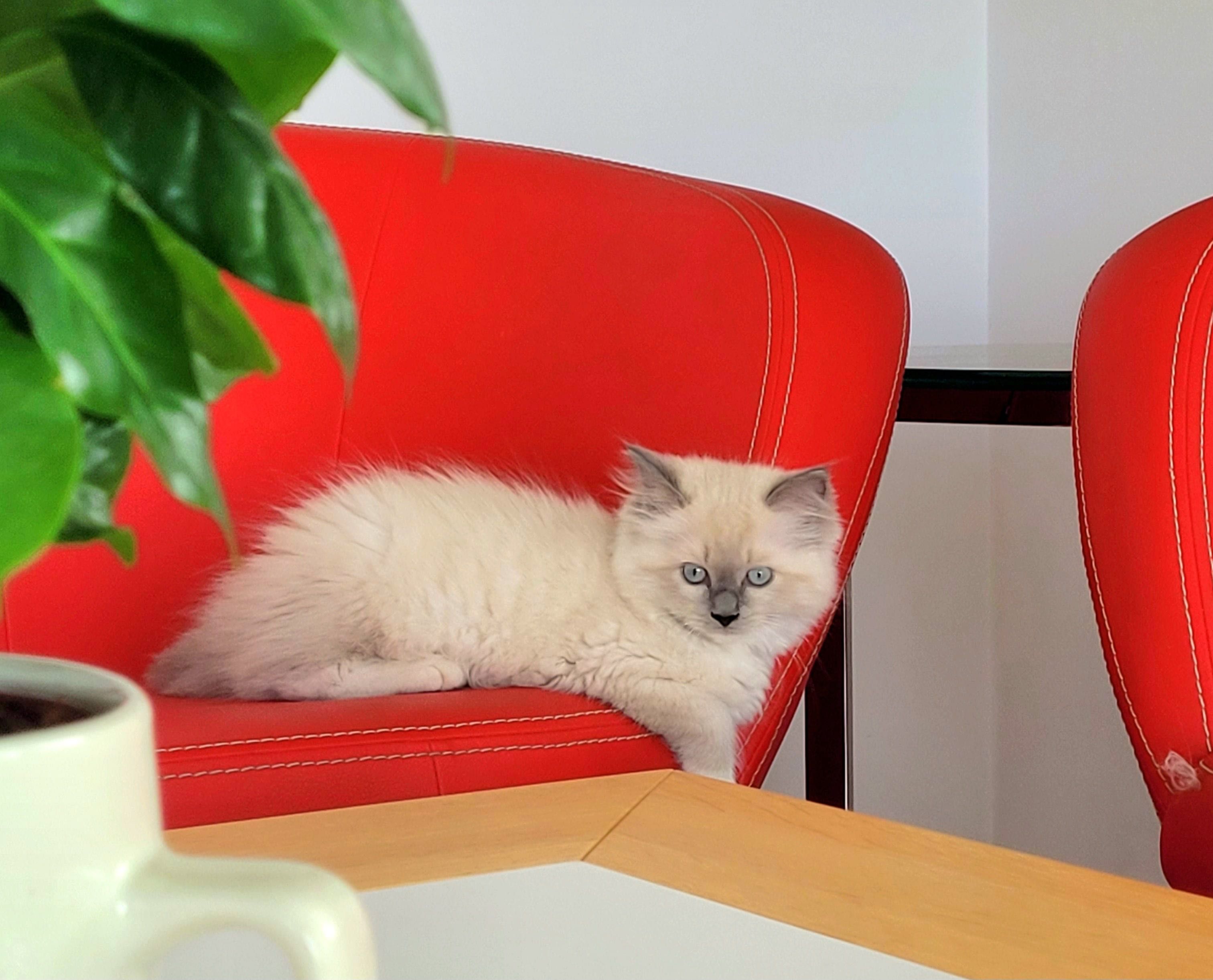 Cudowna kotka ragdoll a 04