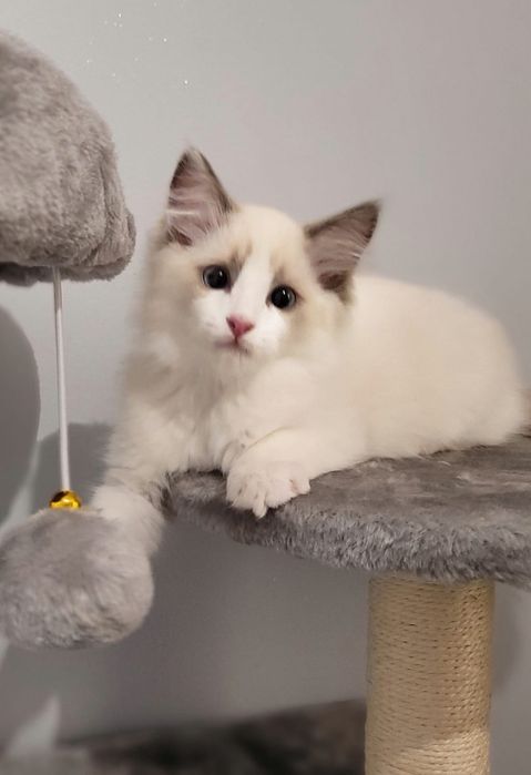 Ragdoll kocurek Bicolor RODOWÓD