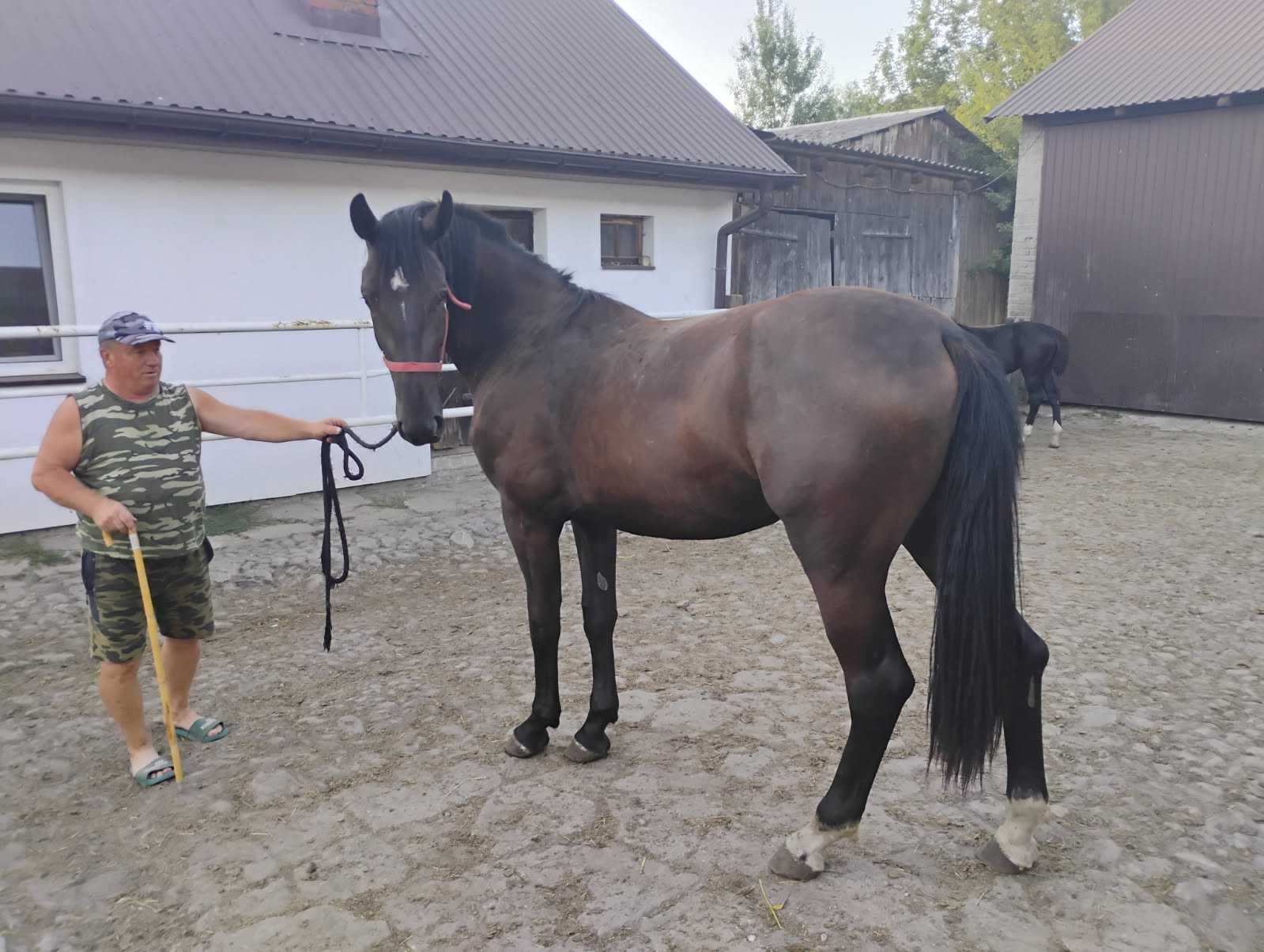 Wysoka klacz śląska 2 lata