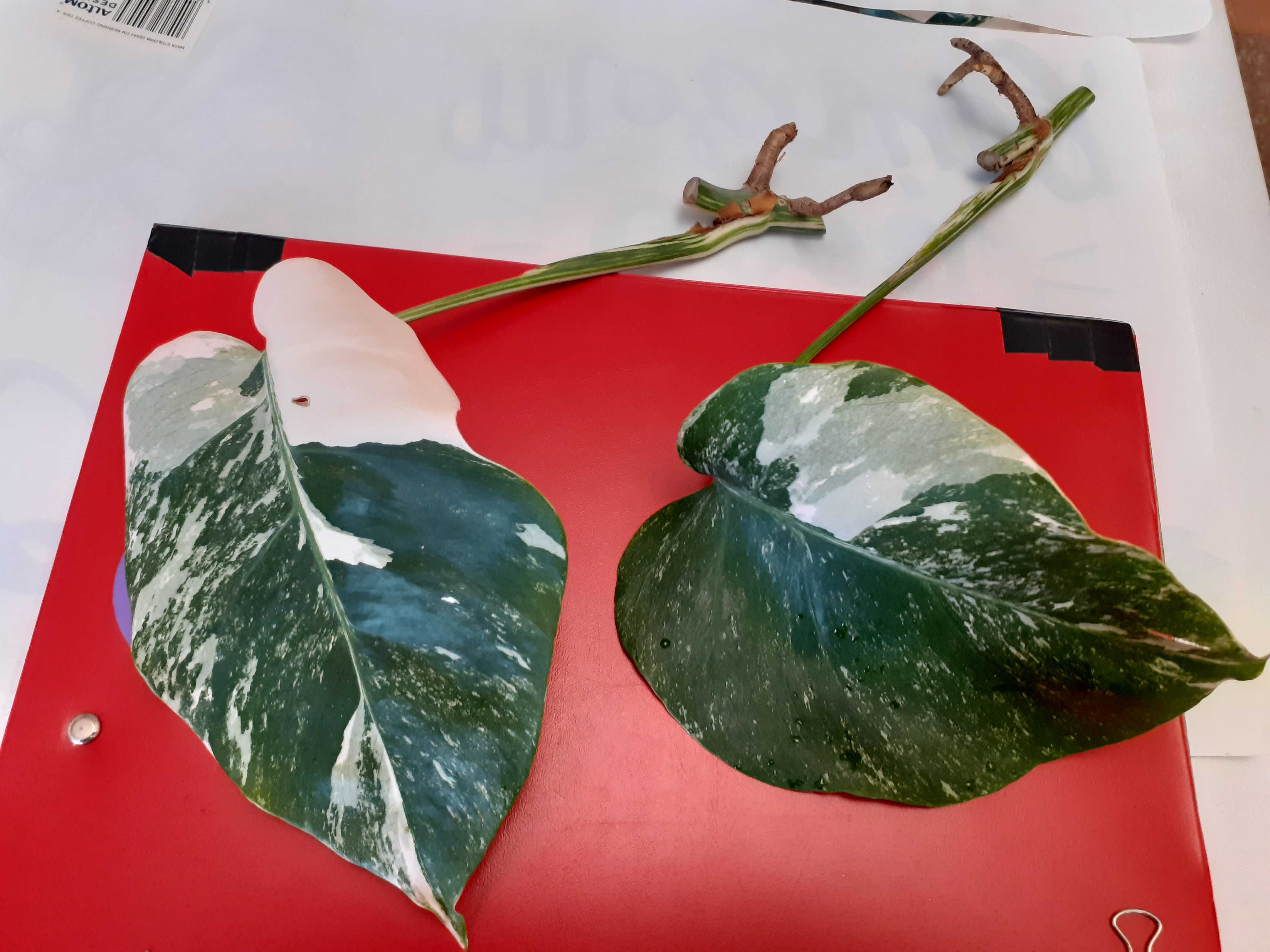 Rośliny doniczkowe -  BIAŁA Monstera VARIEGATA