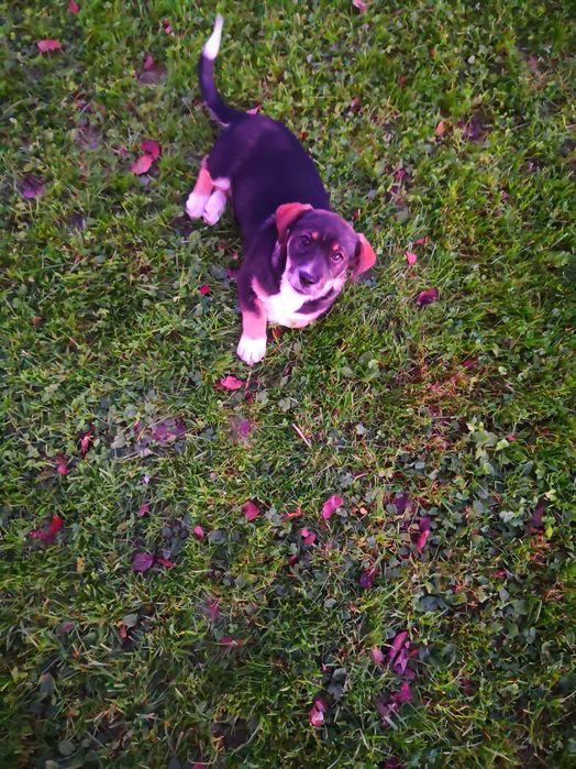 Mały piesek cztero miesięczny szuka  nowego domu