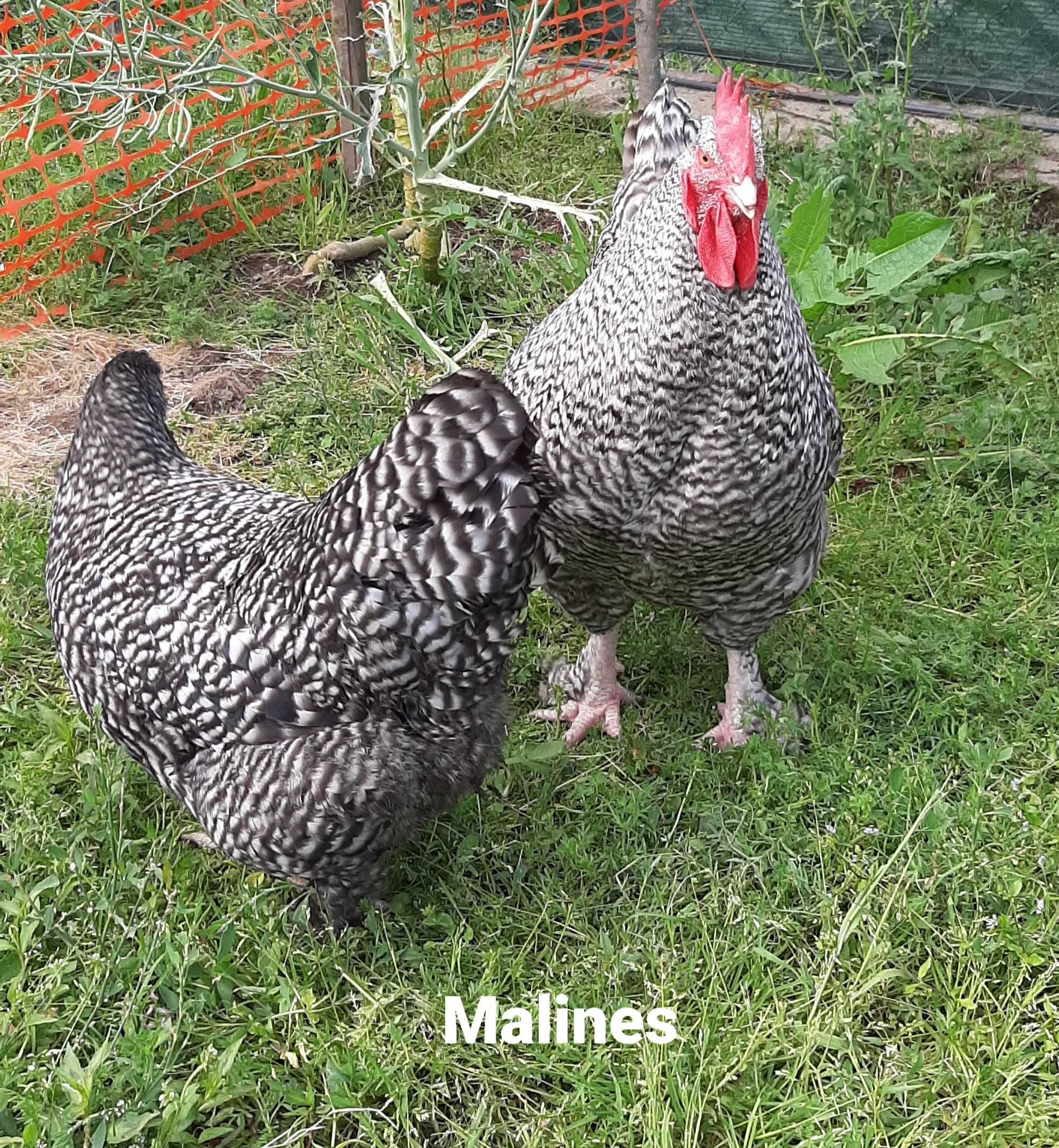 Venda ovos férteis raça La Bresse Gauloise