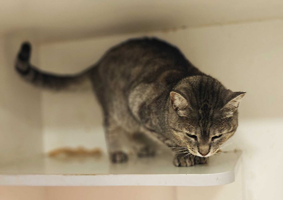 Лагідне чудо позитивна товариська кішка-няшка Аста 1,5р.