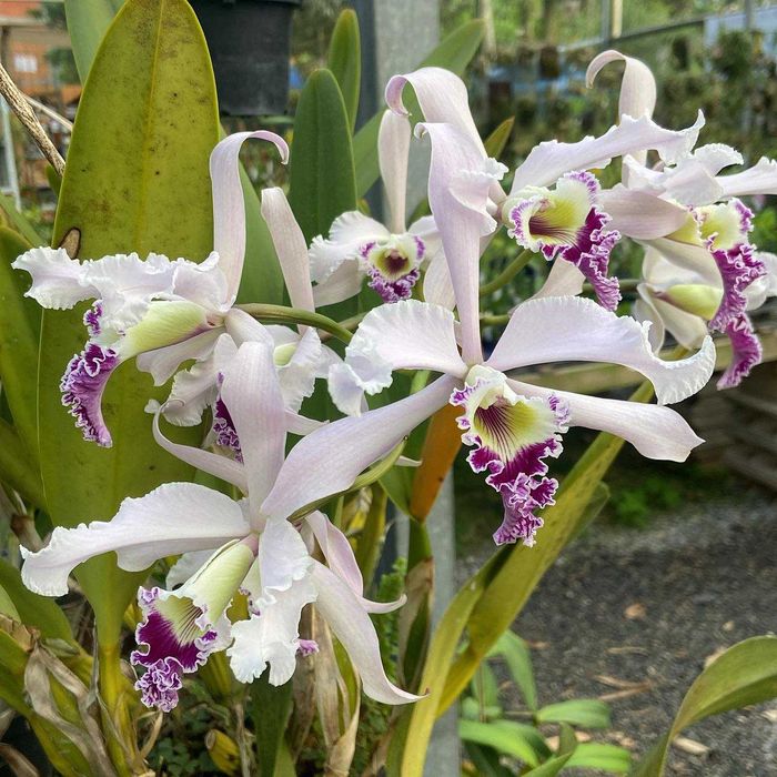 Orquídea Cattleya Brasileira