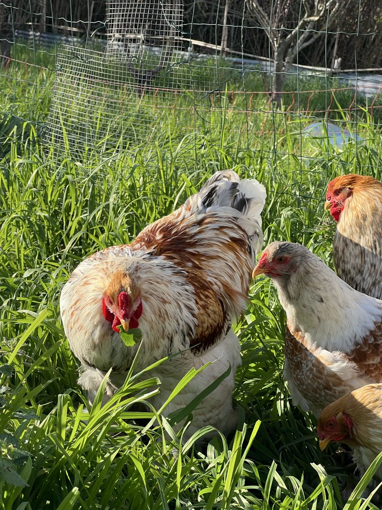 Pintos brahma red pyle