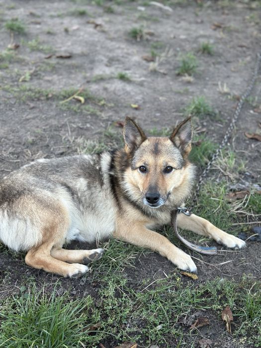 Віддам собаку в добрі руки