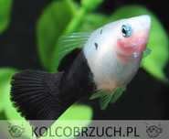 Zmienniak plamisty - Platka - Platynka - ODMIANA BICOLOR "PANDA"