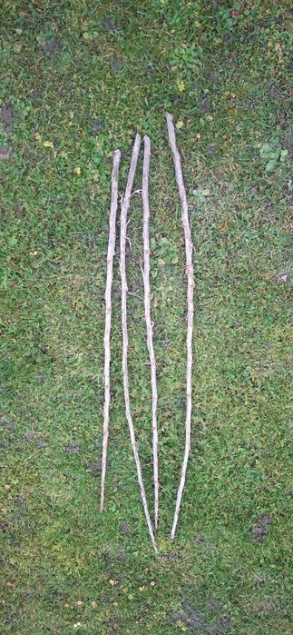 Sztobry porzeczki czerwonej Jonkheer van