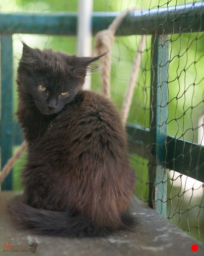 Czarna koteczka maine coon