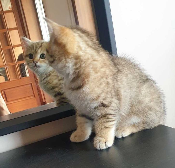 Gatinho scottish straight