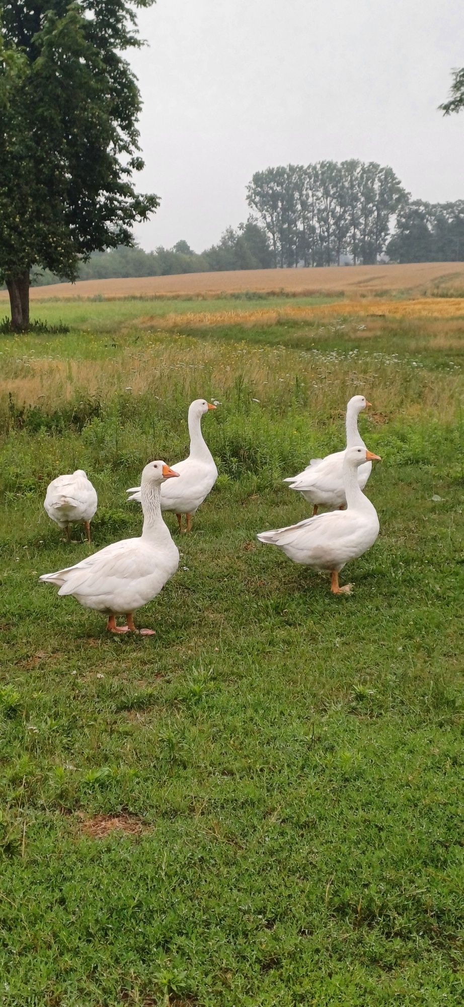 Sprzedam lub zamienię gęsi kołudzkie.