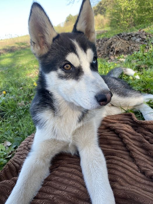 Продається чистокровна хаска