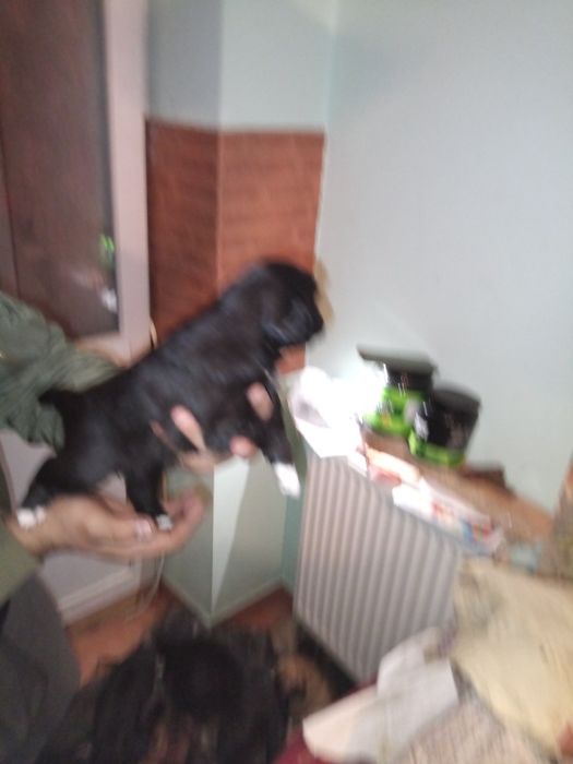 Роздаю унікальних щенят