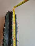 Kaktus w doniczce 110 cm