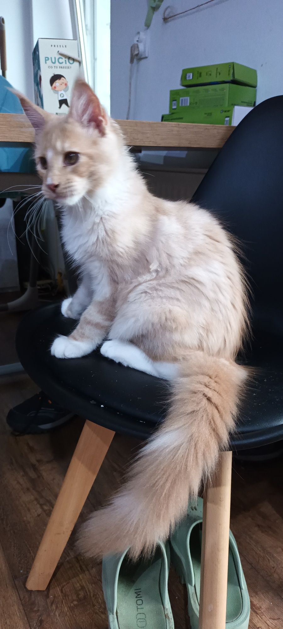 Kremowy kocurek Maine Coon