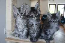 GOTOWY  Maine Coon - rodowód FPL/ FIFE - OGROMNY