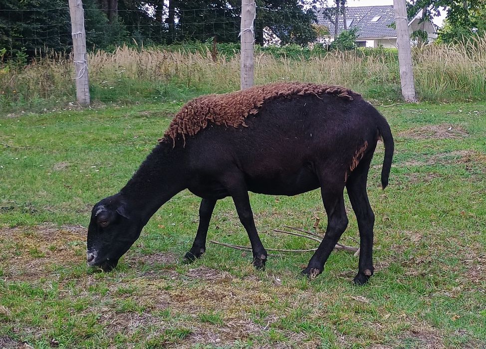 Owce, młode barany mix, Barbados, Dorper