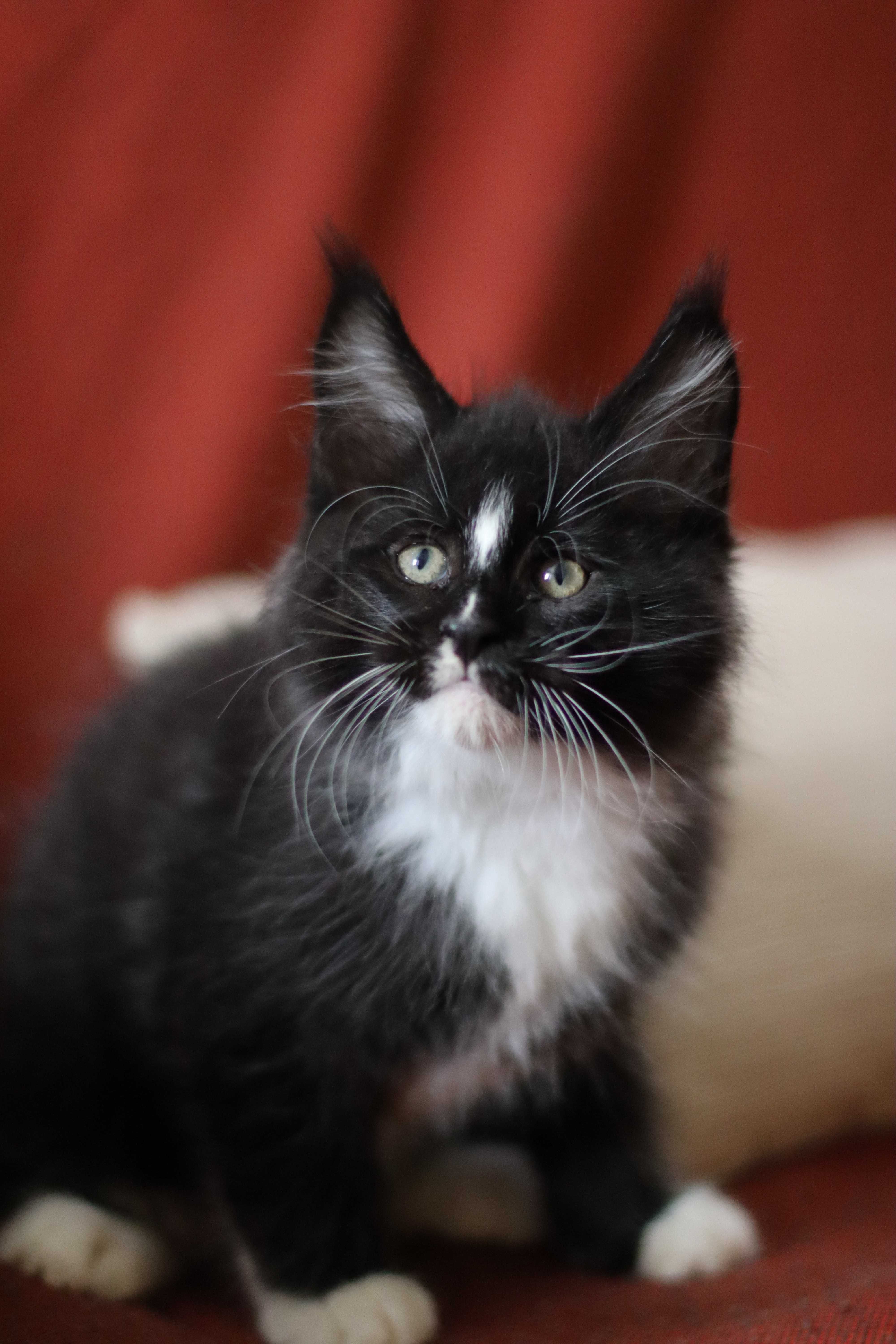 Gatinho Maine coon macho