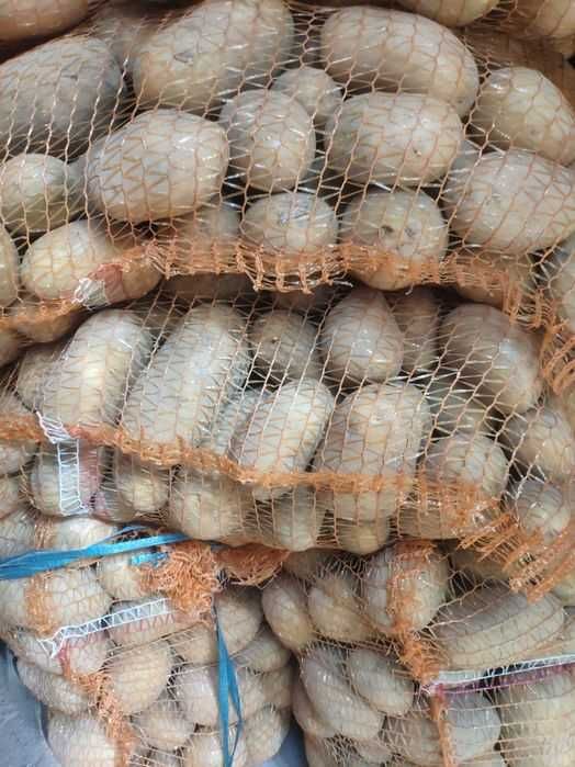 Ziemniak Queen Anna możliwy transport