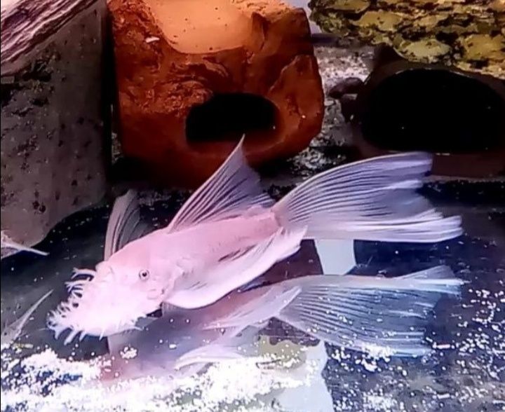 Ancistrus Snow White long fin weloniasty glonojad zbrojnik