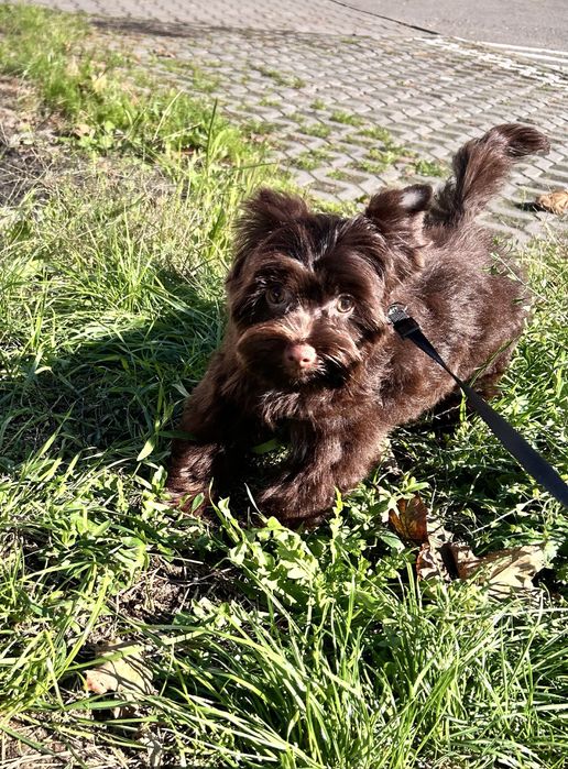 York Terrier czekoladowy